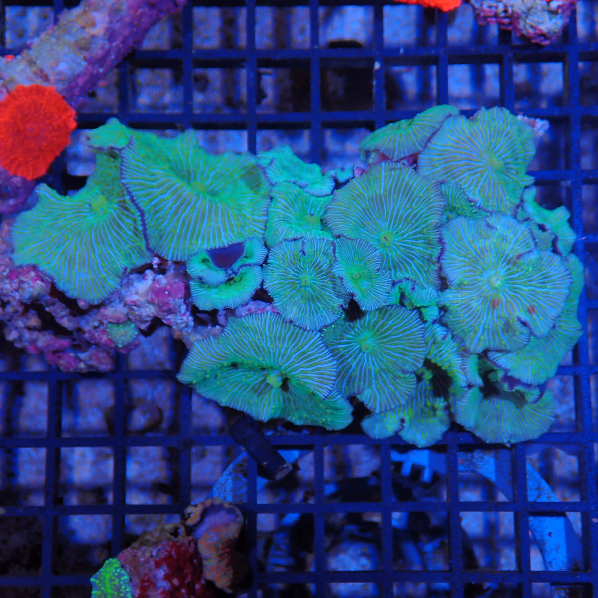 Corallimorphs Rock AA005 | Ricordea / Rhodactis sp.