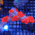 Corallimorphs Rock AA006 | Ricordea / Rhodactis sp.