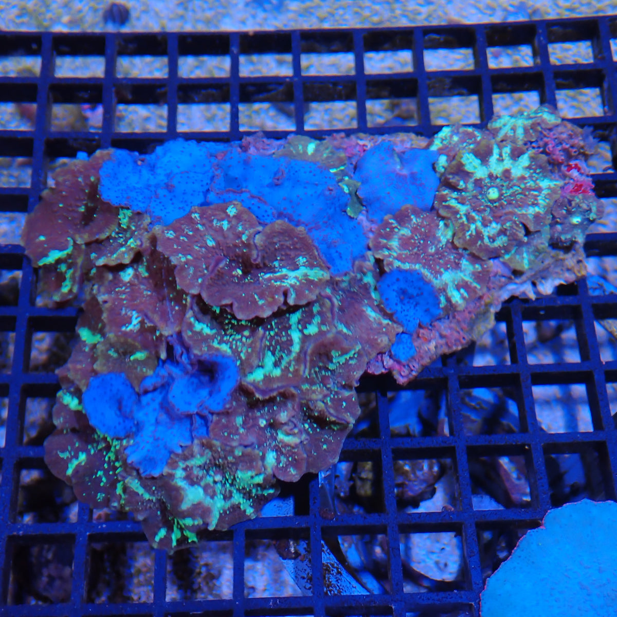 Corallimorphs Rock AA007 | Ricordea / Rhodactis sp.