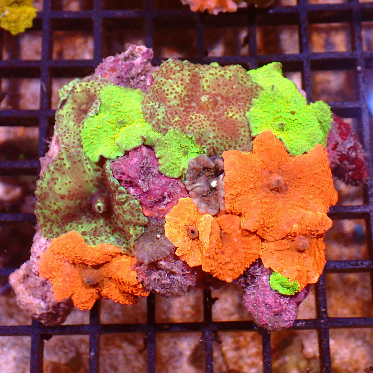 Corallimorphs Rock AA032 | Ricordea / Rhodactis sp. at ← Red Sea 15k