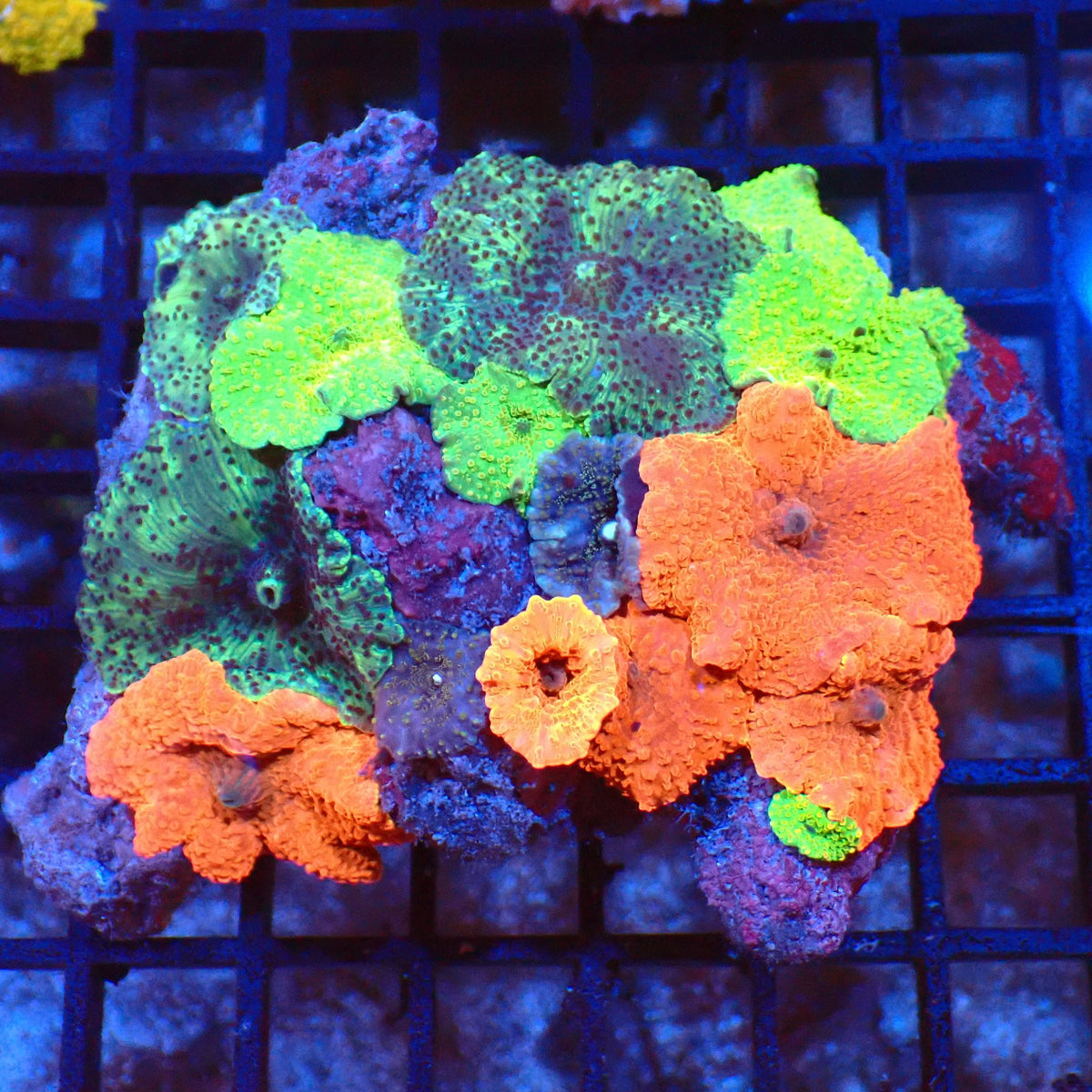 Corallimorphs Rock AA032 | Ricordea / Rhodactis sp. - Red Sea 20K LED