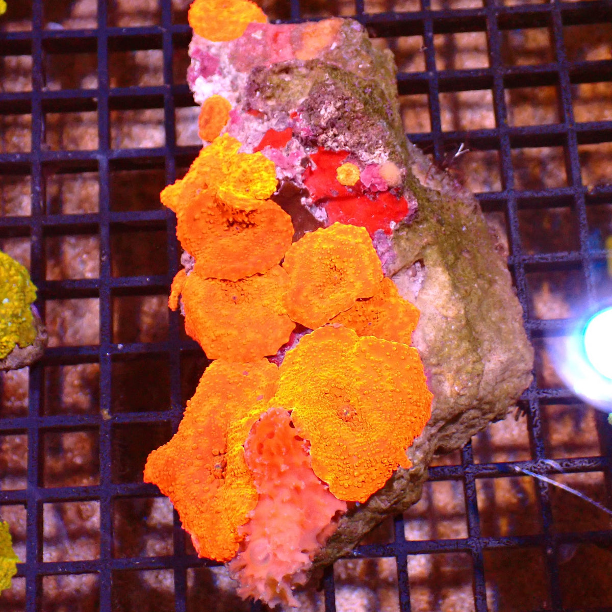 Corallimorphs Rock AA041 | Ricordea / Rhodactis sp. - Red Sea 15K