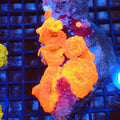 Corallimorphs Rock AA041 | Ricordea / Rhodactis sp. - Red Sea 20K LED