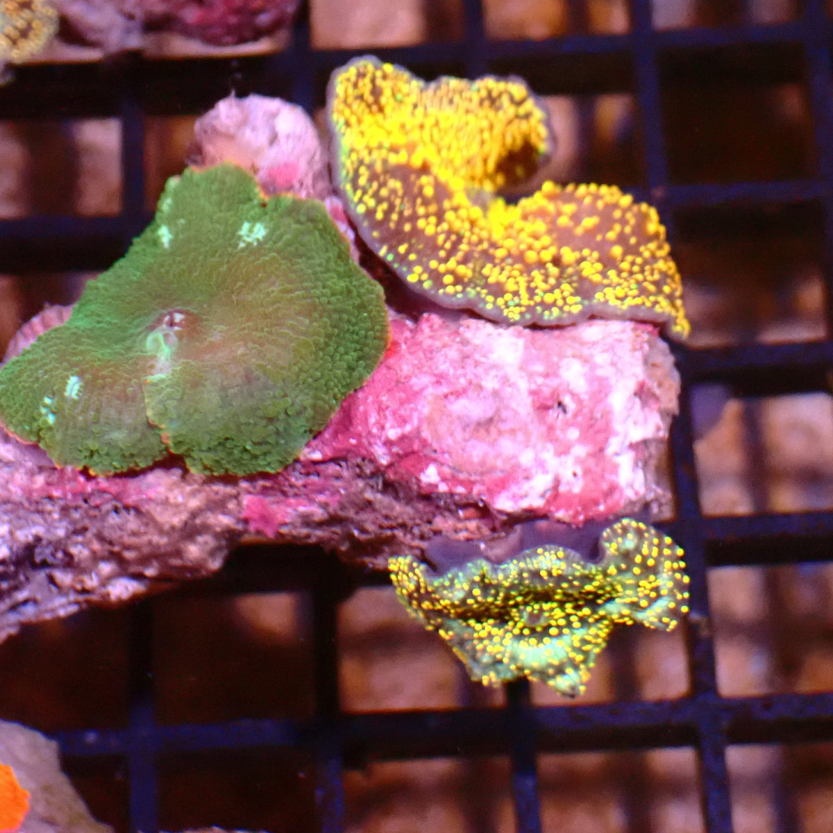 Corallimorphs Rock AA042 | Ricordea / Rhodactis sp. - Red Sea 15K