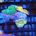 Corallimorphs Rock AA042 | Ricordea / Rhodactis sp. - Red Sea 20K LED