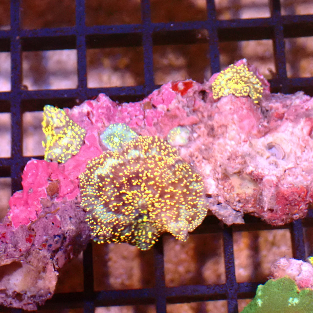 Corallimorphs Rock AA043 | Ricordea / Rhodactis sp. - Red Sea 15K