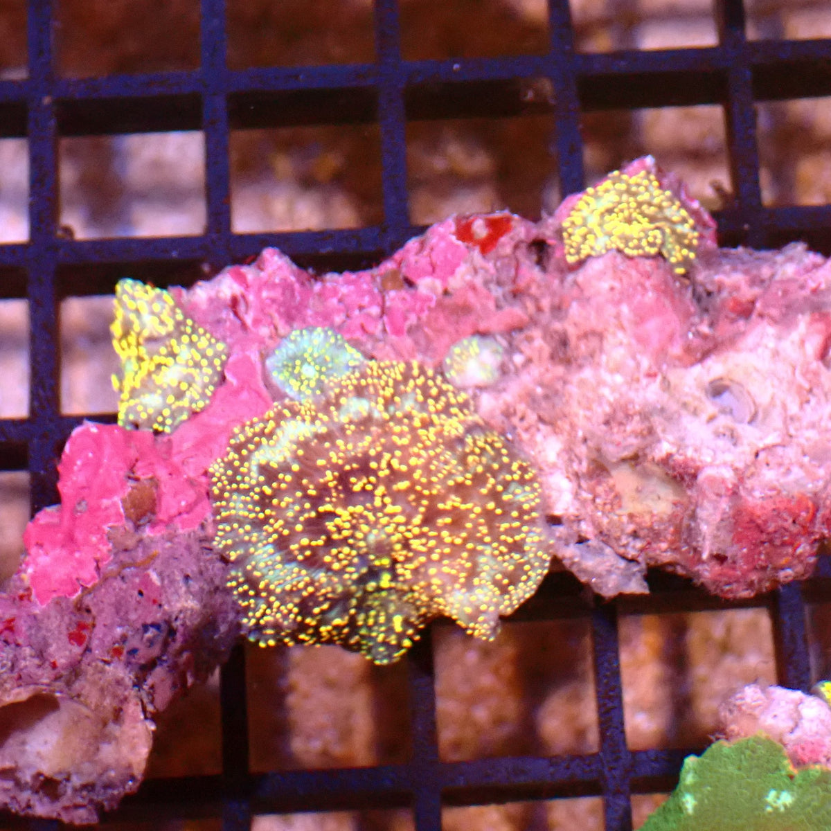 Corallimorphs Rock AA043 | Ricordea / Rhodactis sp. at ← Red Sea 15k