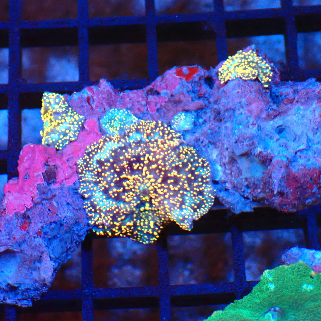 Corallimorphs Rock AA043 | Ricordea / Rhodactis sp. - Red Sea 20K LED
