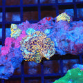 Corallimorphs Rock AA043 | Ricordea / Rhodactis sp. - Red Sea 20K LED