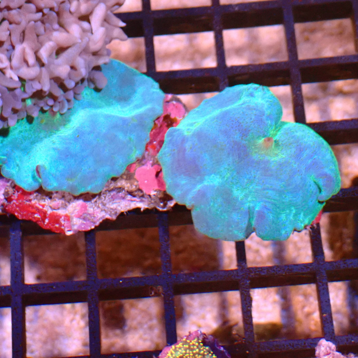 Corallimorphs Rock AA044 | Ricordea / Rhodactis sp. at ← Red Sea 15k