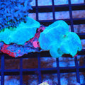 Corallimorphs Rock AA044 | Ricordea / Rhodactis sp. - Red Sea 20K LED