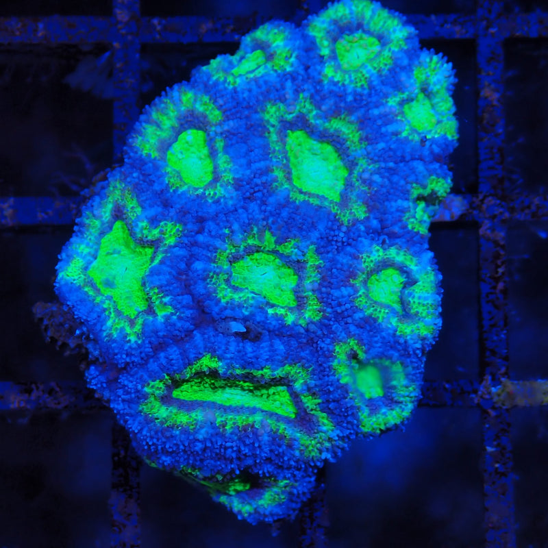 Micromussa Micro Lord AA001 Micromussa lordhowensis MI8300001