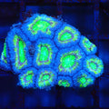 Micromussa (Micro Lord) AA001 | Micromussa lordhowensis - Red Sea 20K LED