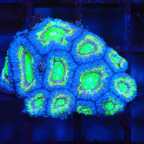 Micromussa (Micro Lord) AA001 | Micromussa lordhowensis - Red Sea 20K LED