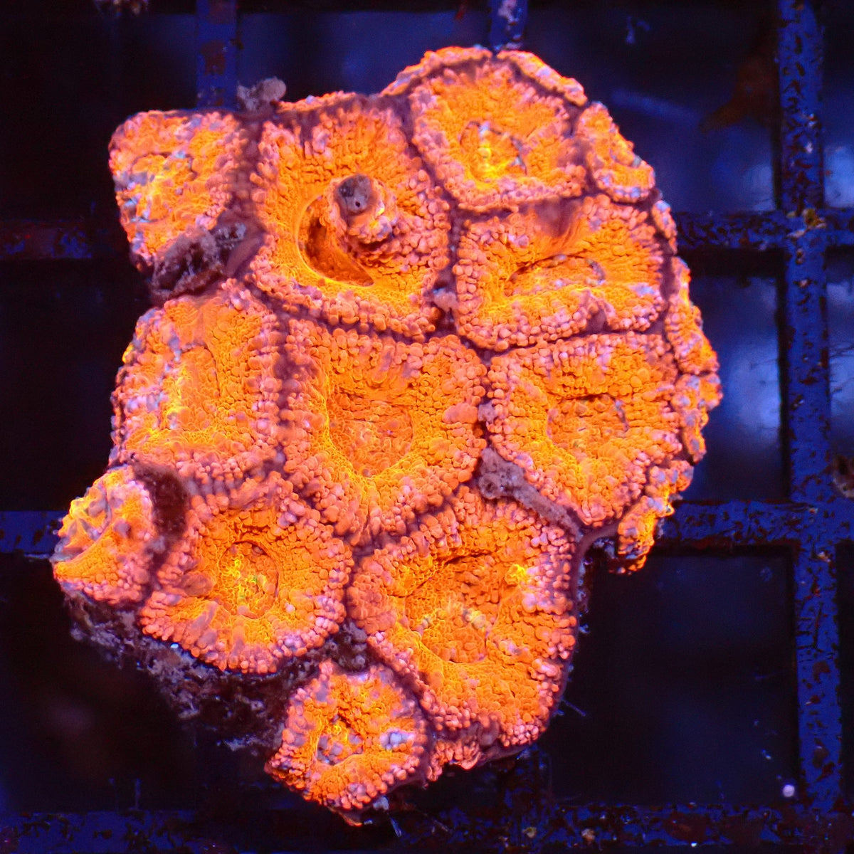 Micromussa (Micro Lord) AA002 | Micromussa lordhowensis at ← Red Sea 15k