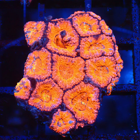 Micromussa (Micro Lord) AA002 | Micromussa lordhowensis - Red Sea 20K LED