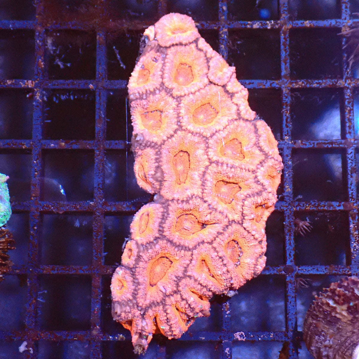 Micromussa (Micro Lord) AA003 | Micromussa lordhowensis at ← Red Sea 15k