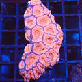 Micromussa (Micro Lord) AA003 | Micromussa lordhowensis - Red Sea 20K LED
