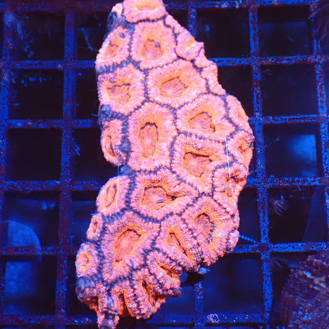 Micromussa (Micro Lord) AA003 | Micromussa lordhowensis - Red Sea 20K LED