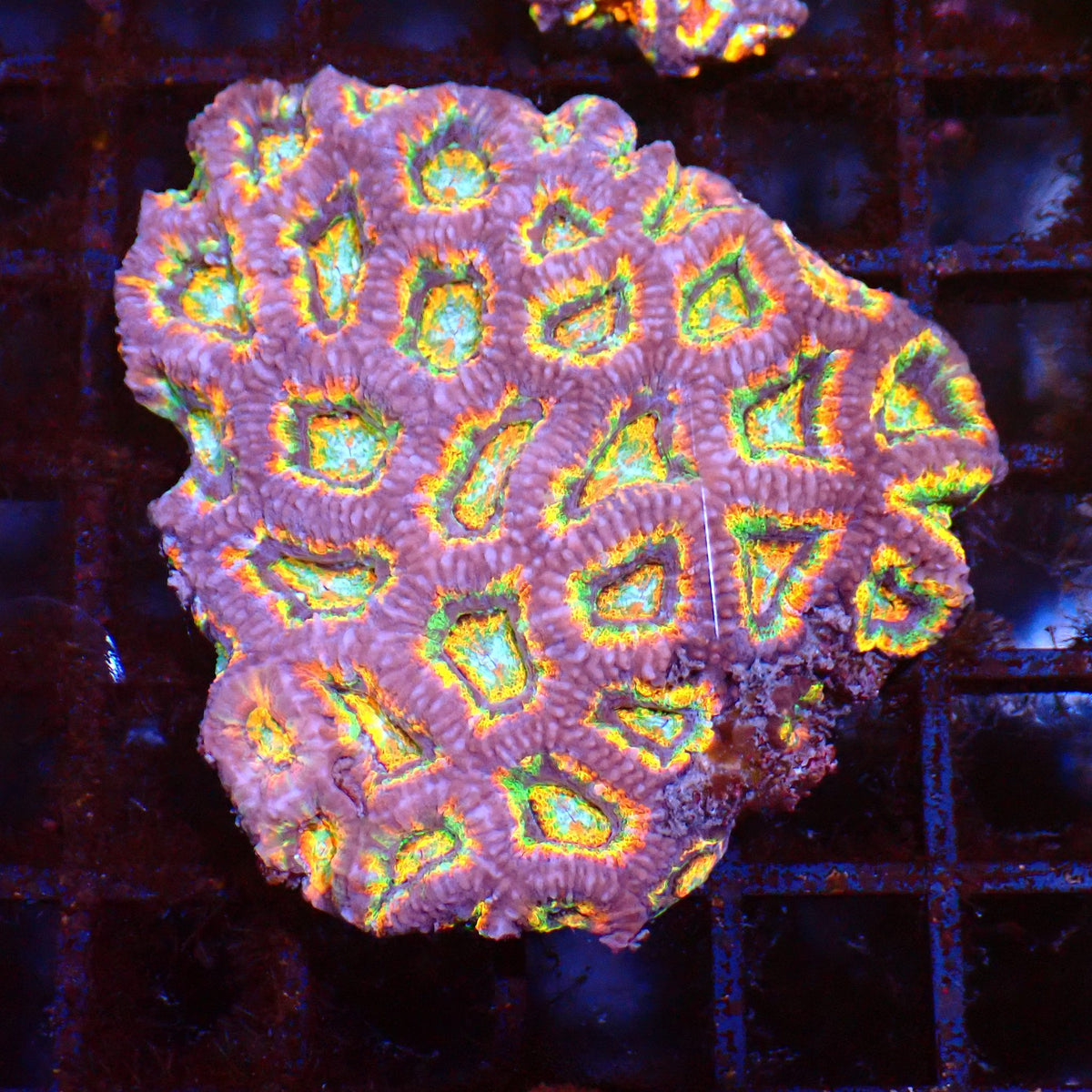 Micromussa (Micro Lord) AA004 | Micromussa lordhowensis - Red Sea 15K