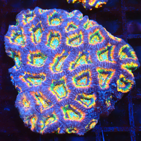 Micromussa (Micro Lord) AA004 | Micromussa lordhowensis - Red Sea 20K LED
