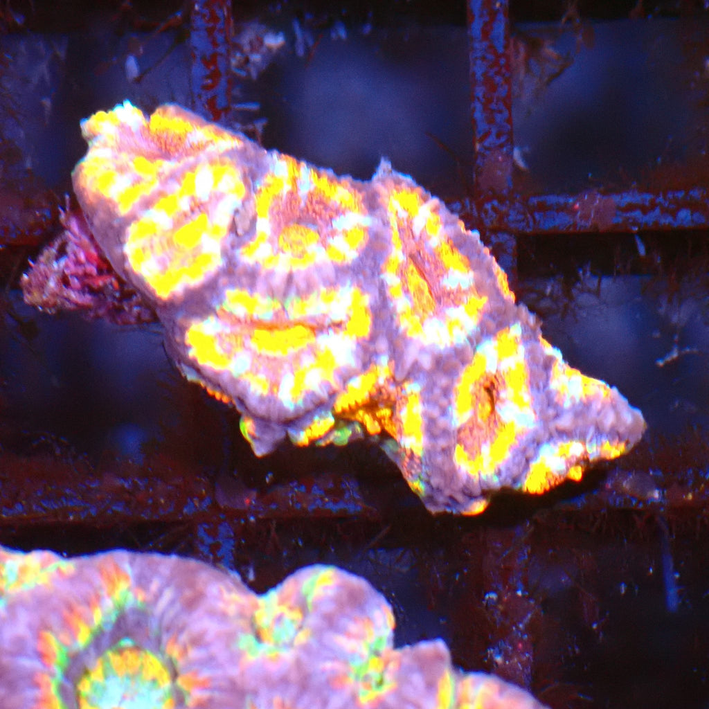 Micromussa (Micro Lord) AA005 | Micromussa lordhowensis - Red Sea 15K
