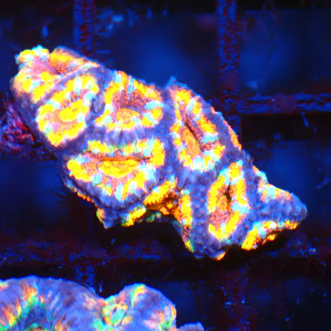 Micromussa (Micro Lord) AA005 | Micromussa lordhowensis - Red Sea 20K LED