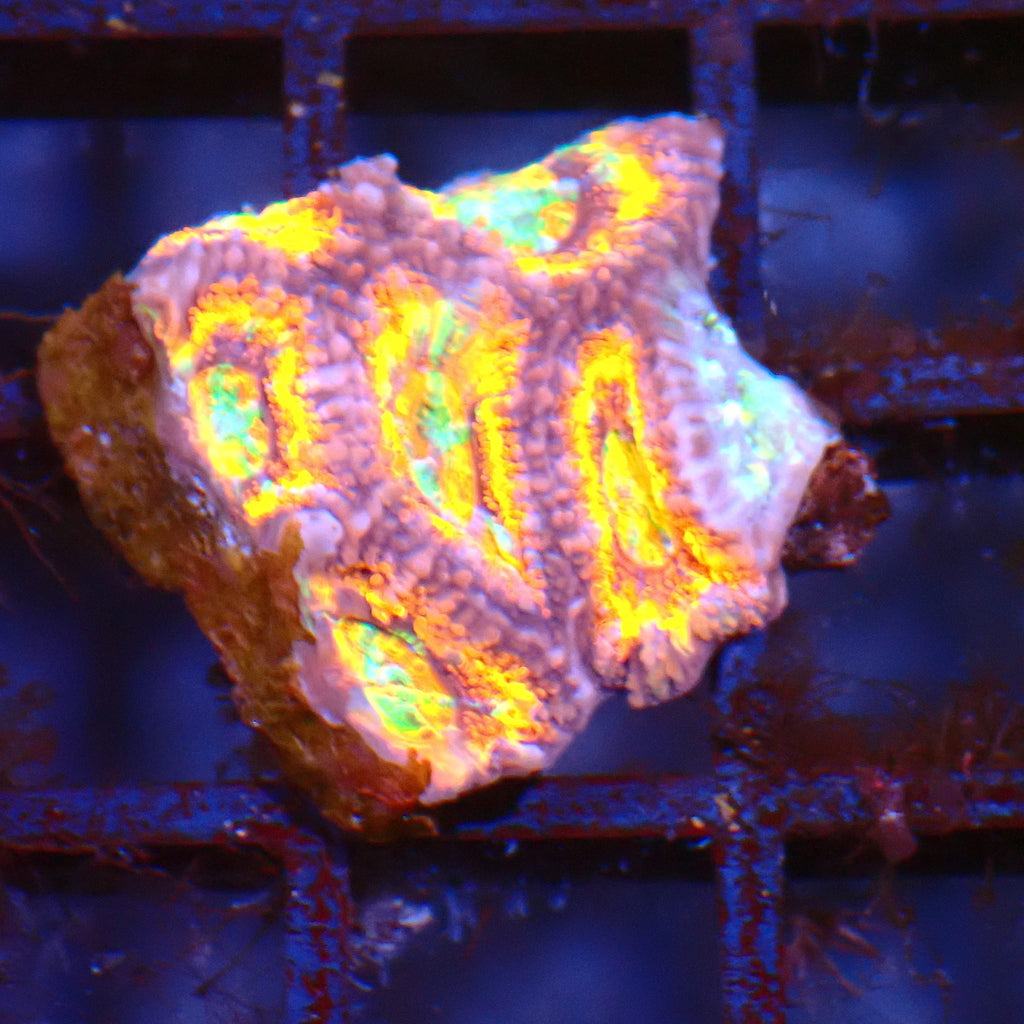Micromussa (Micro Lord) AA006 | Micromussa lordhowensis - Red Sea 15K