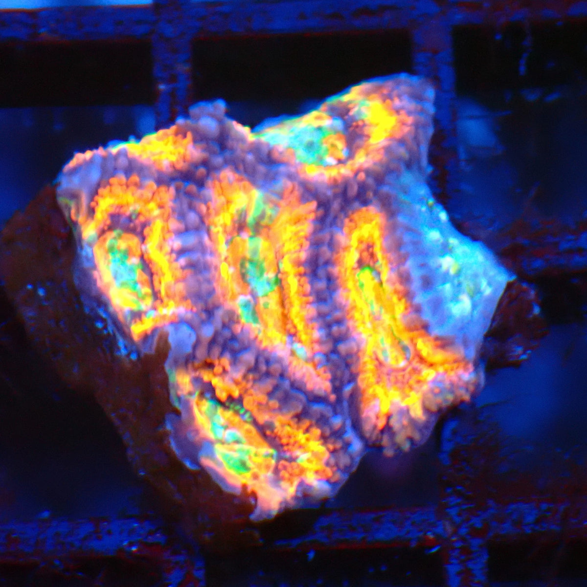 Micromussa (Micro Lord) AA006 | Micromussa lordhowensis - Red Sea 20K LED