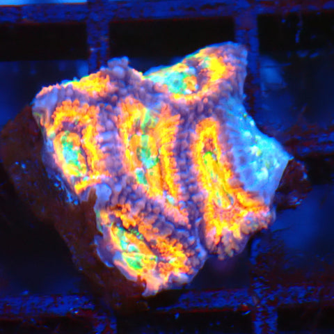 Micromussa (Micro Lord) AA006 | Micromussa lordhowensis - Red Sea 20K LED