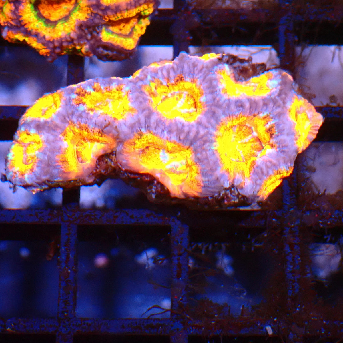 Micromussa (Micro Lord) AA007 | Micromussa lordhowensis at ← Red Sea 15k