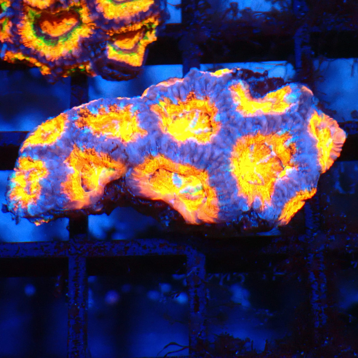 Micromussa (Micro Lord) AA007 | Micromussa lordhowensis - Red Sea 20K LED
