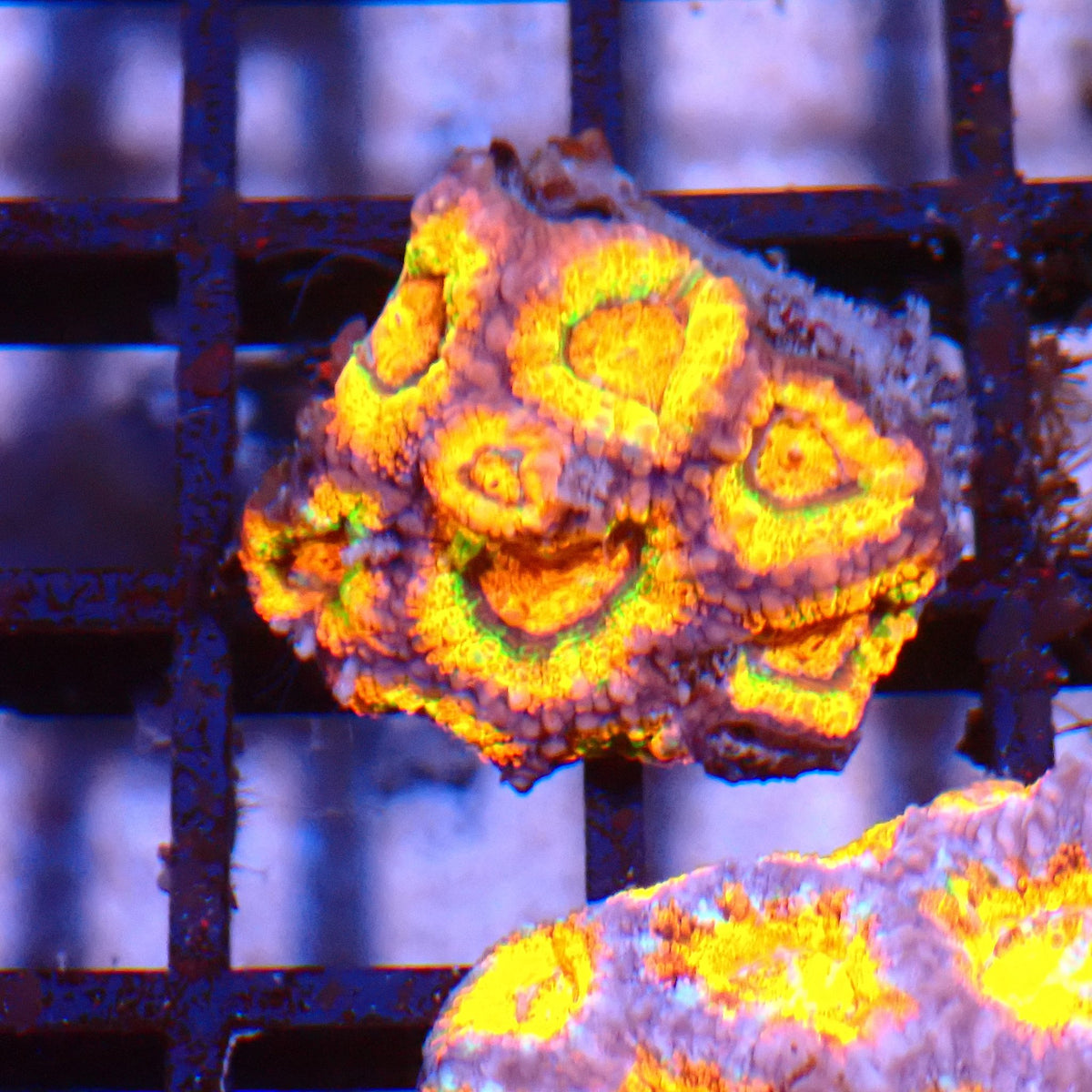 Micromussa (Micro Lord) AA008 | Micromussa lordhowensis at ← Red Sea 15k
