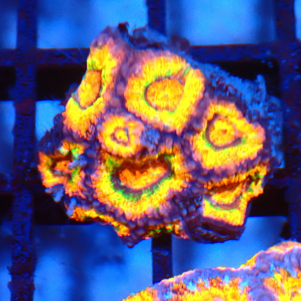 Micromussa (Micro Lord) AA008 | Micromussa lordhowensis at Red Sea 20k →