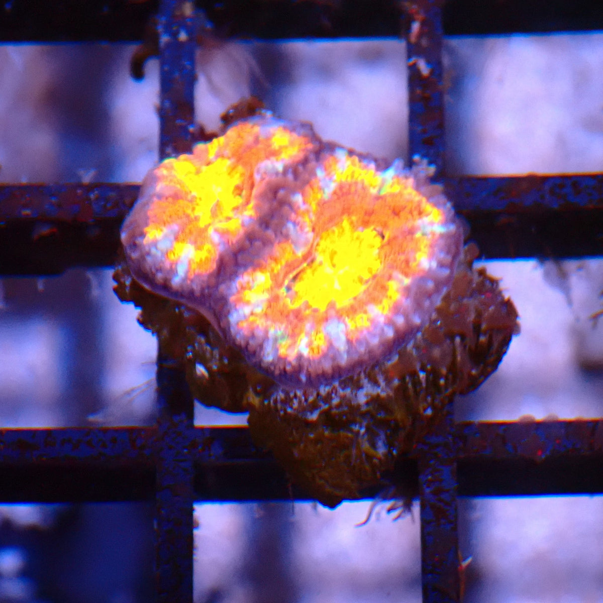 Micromussa (Micro Lord) AA009 | Micromussa lordhowensis - Red Sea 15K