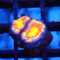 Micromussa (Micro Lord) AA009 | Micromussa lordhowensis - Red Sea 20K LED