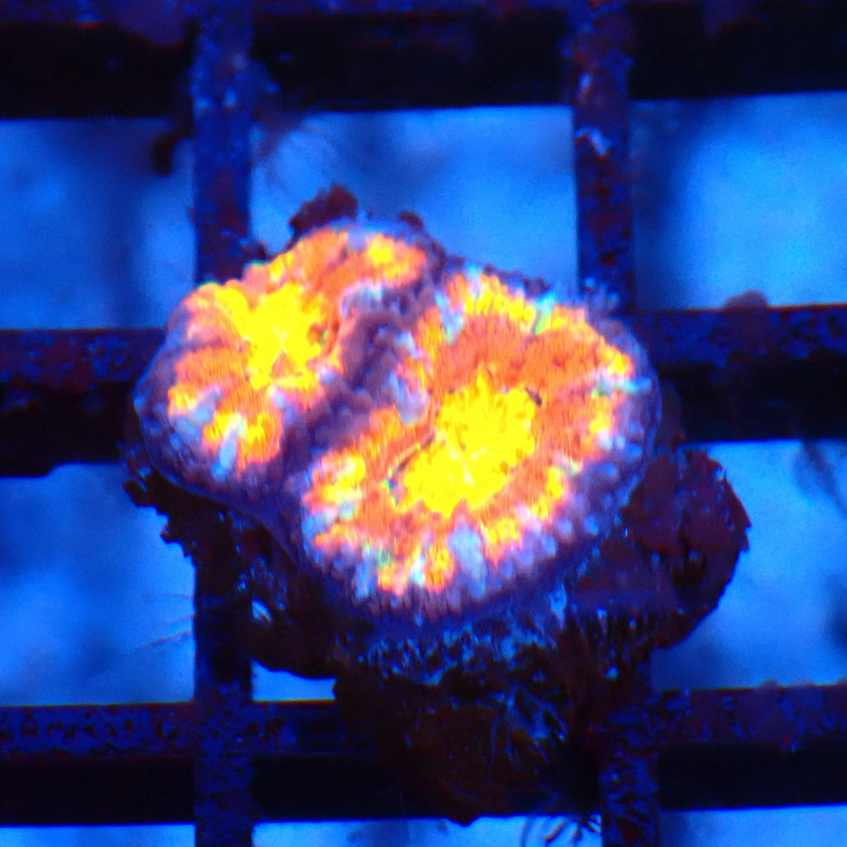 Micromussa (Micro Lord) AA009 | Micromussa lordhowensis - Red Sea 20K LED