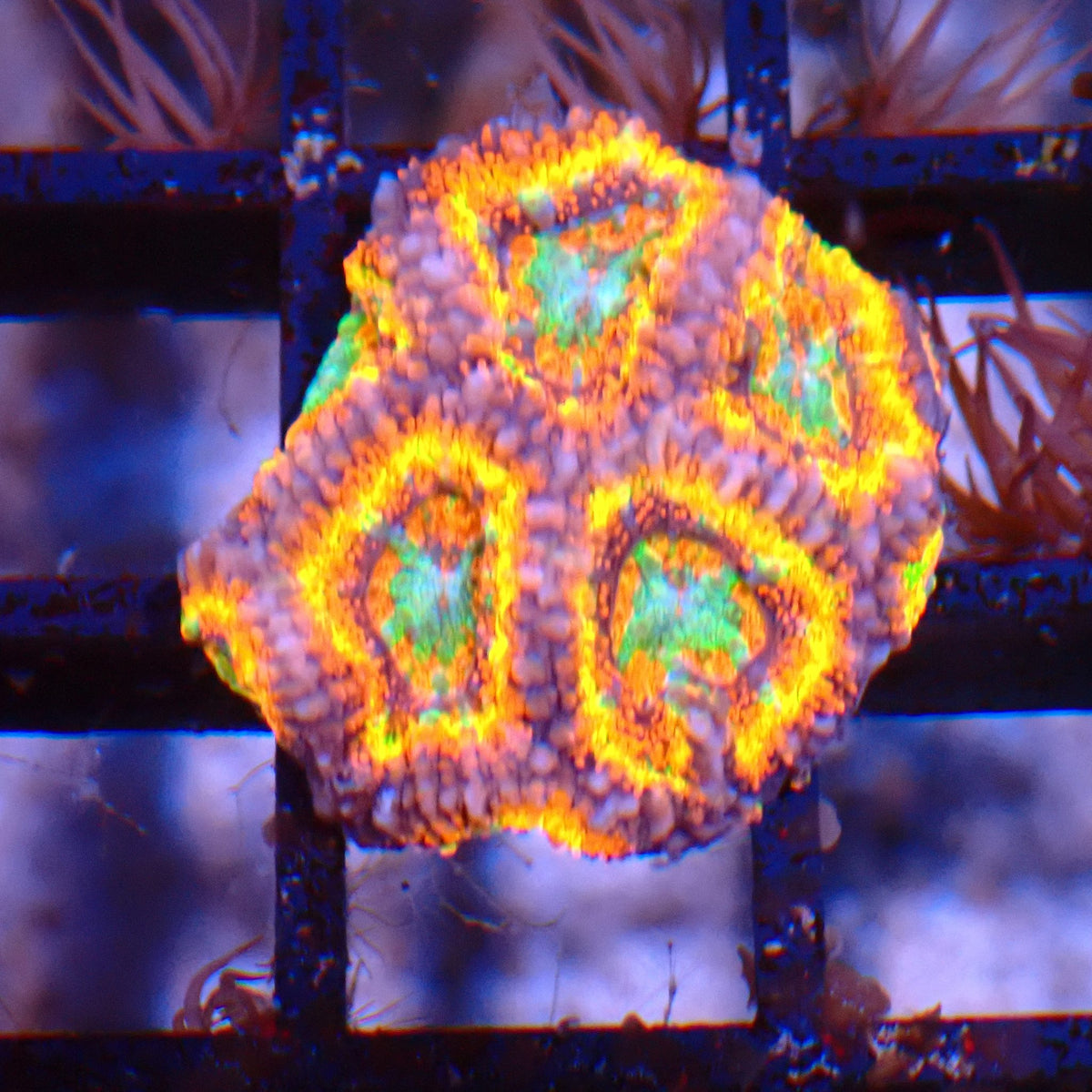 Micromussa (Micro Lord) AA010 | Micromussa lordhowensis at ← Red Sea 15k