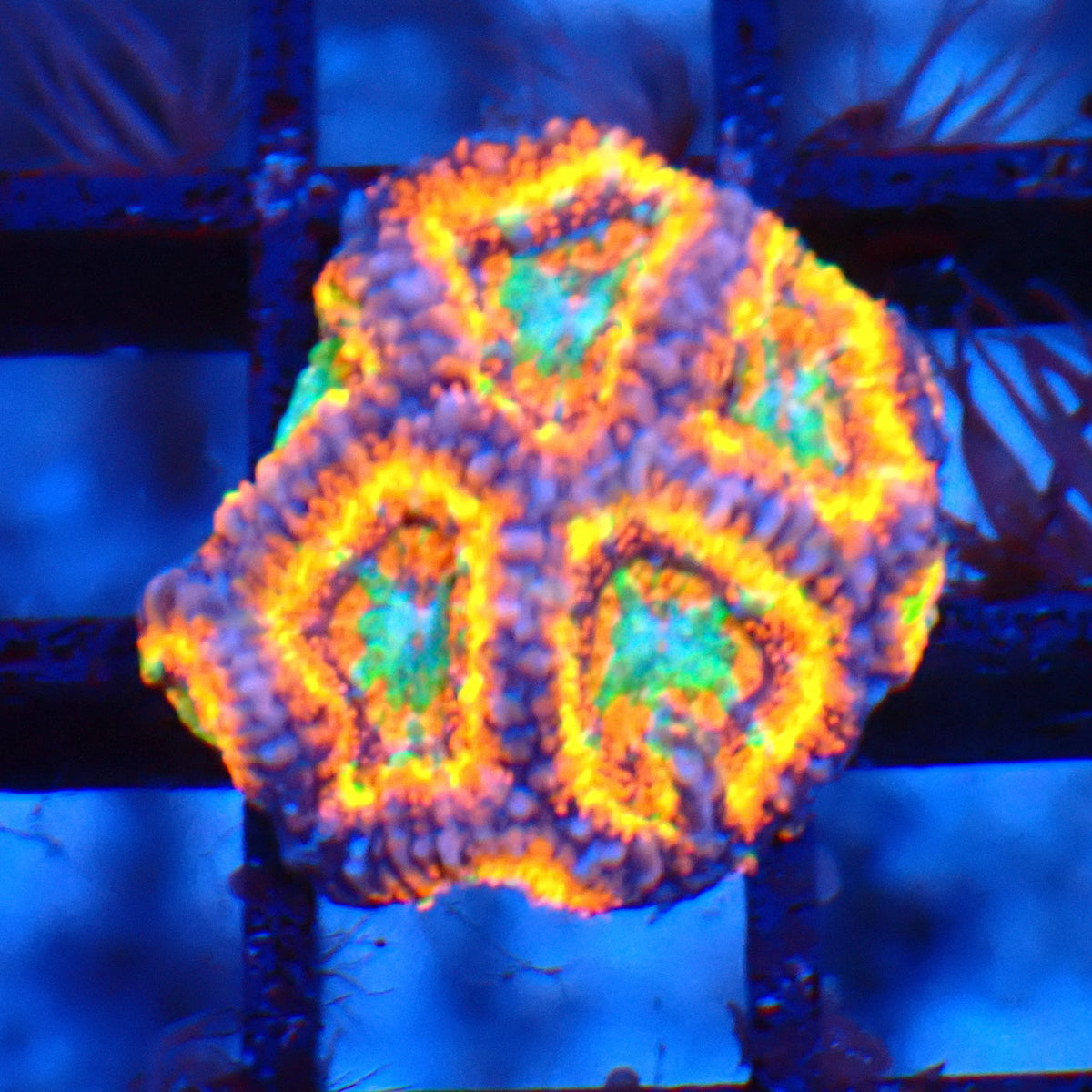 Micromussa (Micro Lord) AA010 | Micromussa lordhowensis - Red Sea 20K LED