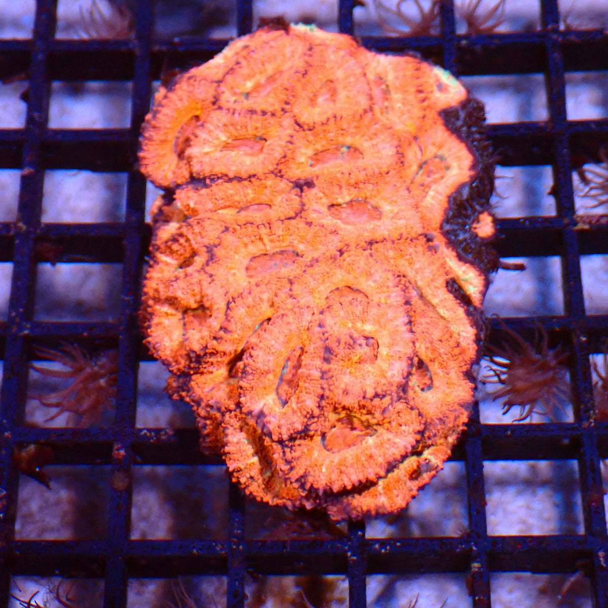 Micromussa (Micro Lord) AA011 | Micromussa lordhowensis - Red Sea 15K
