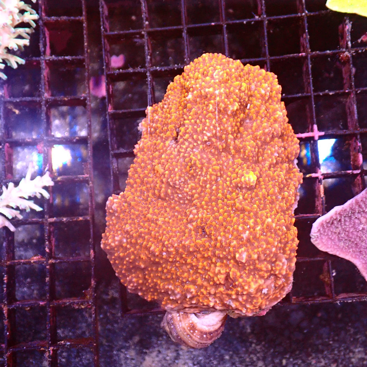 Montipora Sp AA001 | Montipora sp. - Red Sea 15K