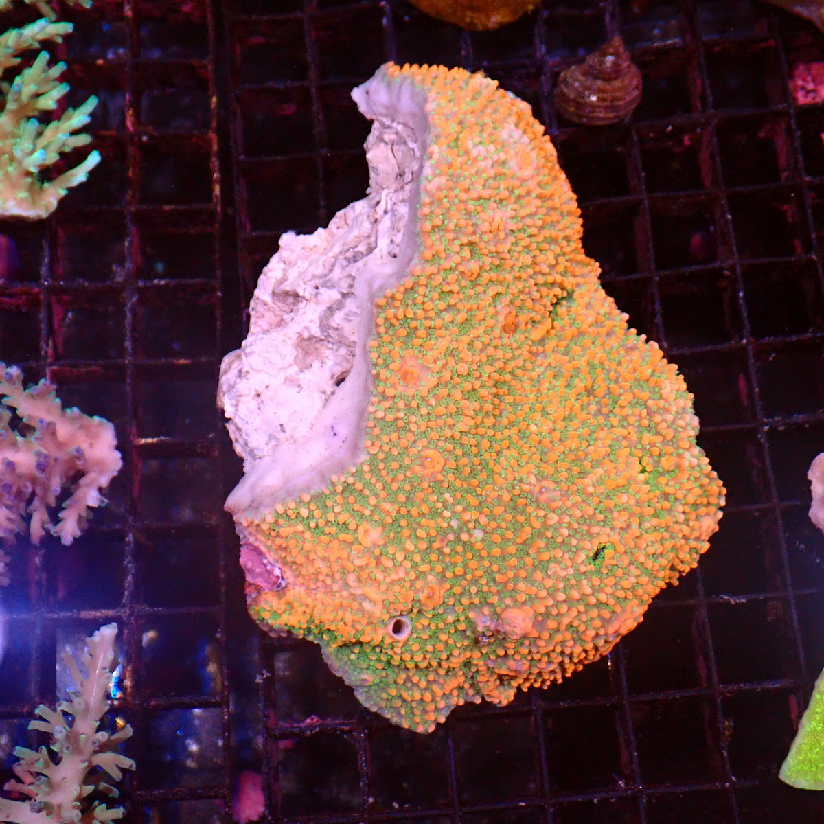 Montipora Sp AA002 | Montipora sp. - Red Sea 15K