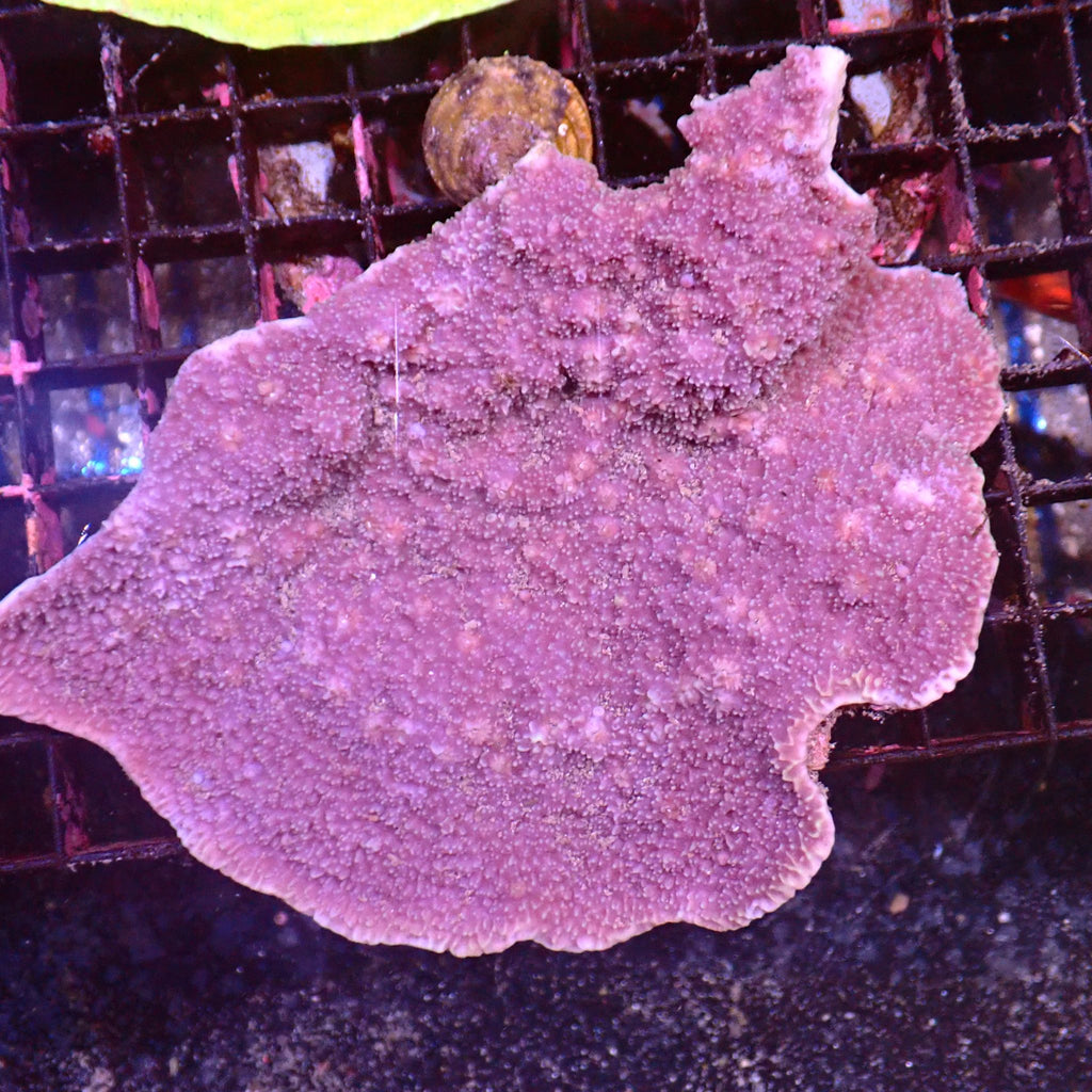 Montipora Sp AA004 | Montipora sp. - Red Sea 15K