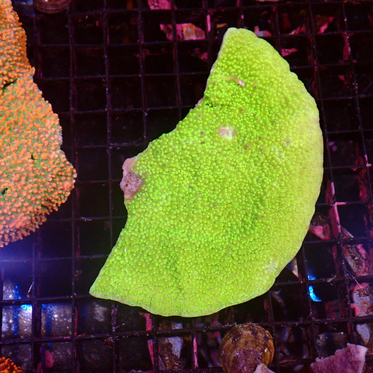 Montipora Sp AA005 | Montipora sp. - Red Sea 15K