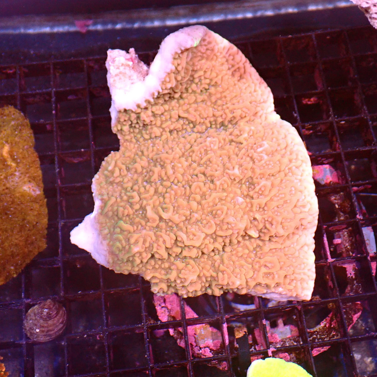 Montipora Sp AA006 | Montipora sp. at ← Red Sea 15k