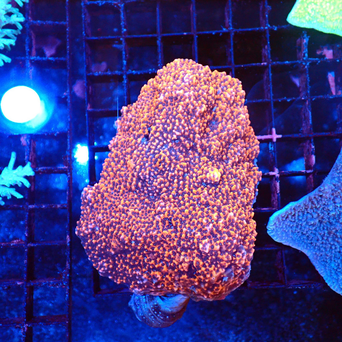 Montipora Sp AA001 | Montipora sp. at Red Sea 20k →