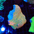 Montipora Sp AA002 | Montipora sp. - Red Sea 20K LED