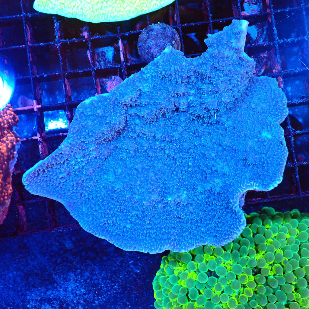 Montipora Sp AA004 | Montipora sp. - Red Sea 20K LED