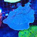 Montipora Sp AA004 | Montipora sp. - Red Sea 20K LED