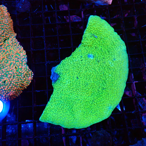 Montipora Sp AA005 | Montipora sp. - Red Sea 20K LED